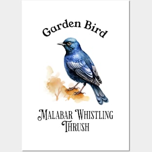 Garden Bird Malabar Whistling Posters and Art